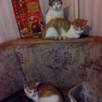 Котята домашние, в Санкт-Петербурге