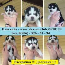 Хаски сказочные щеночки для души, в Санкт-Петербурге