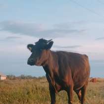 Продам корову, в г.Караганда