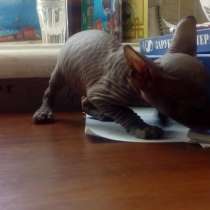 Продам недорого котят Донского сфинкса, в г.Днепропетровск