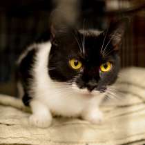 Общительная Маргоша ищет дружную семью и уютный дом, в Москве