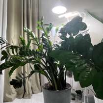 Замиткулькос, в Ставрополе