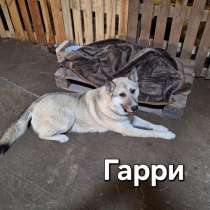 Ласковый и добрый пёс Гарри в приюте, в Москве