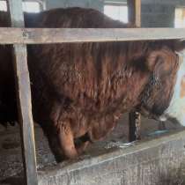 Бычки, в Кизляре