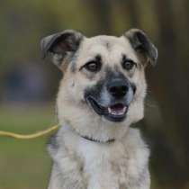 Красавец Мухтар ищет дом, в Москве