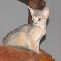 Абиссинский котенок голубого окраса, в г.Кобрин
