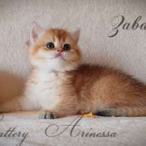 British kittens from Germany, в г.Ettenheim