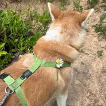 Шлейка для собаки, в Санкт-Петербурге