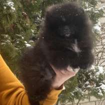 Pomeranian spitz. Mini black girl, в г.Майнинген