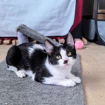 Смешной котёнок Коржик с мухой на носу ищет семью!, в Москве