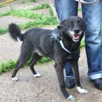 Жизнерадостный собака-улыбака Гек мечтает о родном доме и лю, в Москве