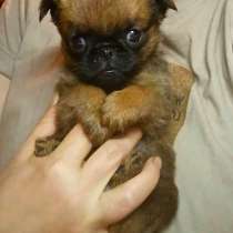 Миниатюрная девочка пти-брабансон, в Москве