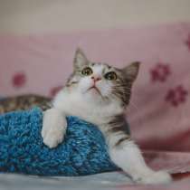 Классный котенок Матис ищет дом, в Сочи
