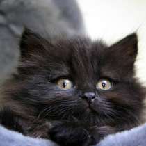Черный котенок Сибирской породы, мальчик, в Тюмени