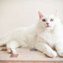 Белоснежный котик, в Москве