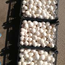 Купим свежие, маринованные грибы, в Брянске