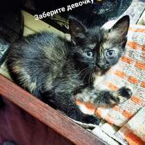 Чёрный котёнок - девочка, в Новосибирске