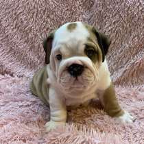 Щенята Английского бульдога, в Москве