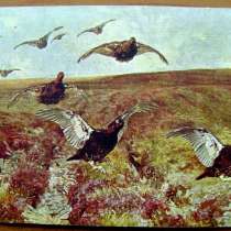Редкая открытка Охота.«Шотландские граусы». 1900 год, в Москве