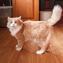 Ласковое солнышко Персик, умнейший домашний котик в дар, в Москве