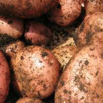 Продам картофель, в Кемерове