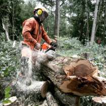 Удаление деревьев, кронирование, вывоз веток в Электростали, в Электростале