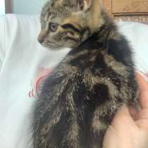 Котенок, в Орле