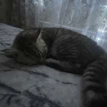 Кот шотландский, в Москве