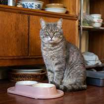 Пристраивается красивейший крупный серый кот по имени Котя, в Москве