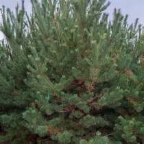 Сосна обыкновенная 3м, в Волгограде