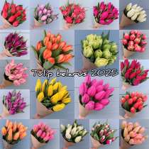 Тюльпаны?(белоруссия) ПРЕМИУМ КАЧЕСТВО!!!, в Москве