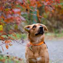 Мягкая и послушная молодая собака ищет дом, в Санкт-Петербурге