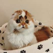 Котенок шотландский, длинношерстный, в Москве