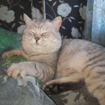 Шотландский кот приглашает на вязку, в г.Луганск
