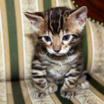 Бенгальский мальчик №3, в Санкт-Петербурге