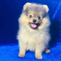 Красивые щеночки шпица, в Москве