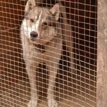 продаже здоровые щенки западно-сибирской породы лайки от легендарных предков, в г.Минск