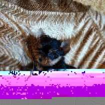 Щенки йерка на продажу от питомникаДжин Гоу, в Москве