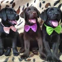 Labrador Retriever puppies, в г.Берлин