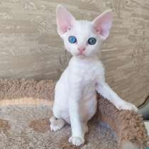 Девон рекс, в Санкт-Петербурге
