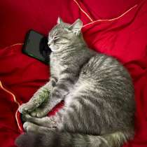 Котенок, в Новокузнецке