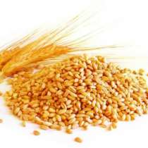 Куплю Паи Зерна Кукуруза Пшеница Ячмень, в Липецке
