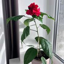 Гибискус, в Курске