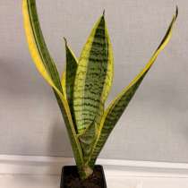 Сансевиерии (Тещин язык // Щучий хвост), в Москве