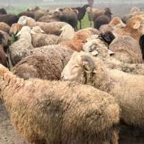 Ягнята, в Москве