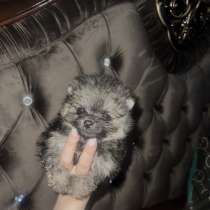 Щпиц мини, в Артеме