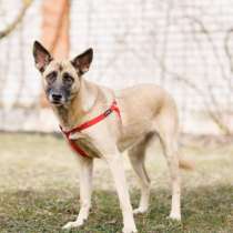 Очень срочно ищем дом для собаки Лило, в г.Минск