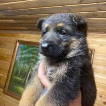 Щенок немецкой овчарки, в Яхроме