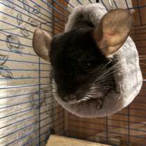 Отдам шиншиллу в добрые руки, в Екатеринбурге