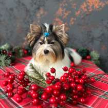 Бивер Йорк, в Новосибирске